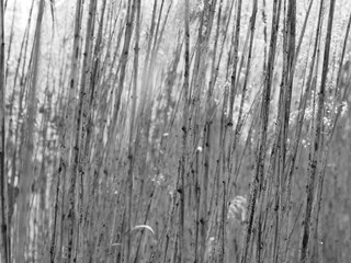 Tall slender reeds fill the frame in a black and white photo taken outdoors, with soft sunlight...