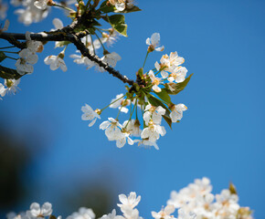 Close-up view of blooming cherry blossoms on a branch with delicate white petals and fresh green leaves against a vibrant blue sky in bright spring sunlight
