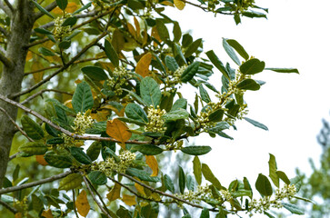 Branch of a tree with glossy green and yellowing leaves bearing clusters of small white flowers, captured during springtime against a light sky and faint power lines in the background