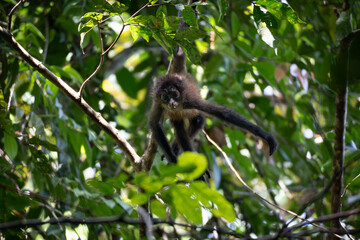 spider monkey baby