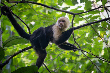 white face monkey chilling on a tree