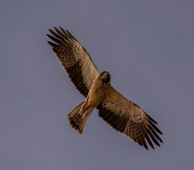 Aguila calzada