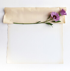 Vintage scroll with bouquet. Blank paper retro letter for message on paper background with purple aster.
