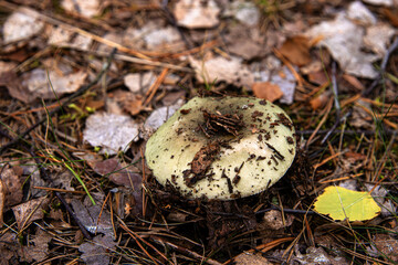 Closeup of a wild green russula mushroom emerging from a forest floor covered with pine needles and dry leaves.
