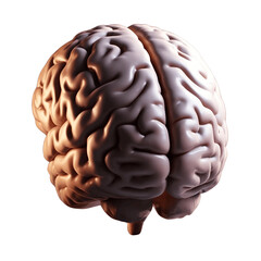 3d rendered illustration of human brain
