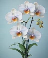 Obraz premium Close-up watercolor painting of Philippine Phalaenopsis orchids against a soft blue background , soft blue, petals, botanical art