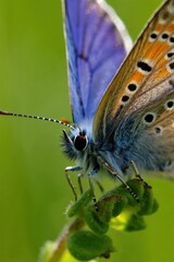 Obraz premium A stunning butterfly perches delicately on lush green leaves showcasing its vivid blue and orange wings under the warm sun. Nature's beauty captivates in this serene moment.