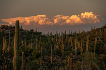 Dramatic Clouds Glow Orange Over Saguaro Cactus Forest