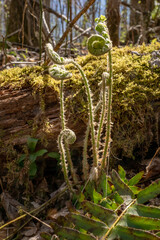 Fiddlehead Ferns Begin to Unwind in front of Mossy Log