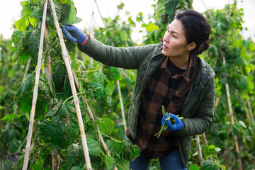 Asian woman gardener harvesting kidney beans on plantation.