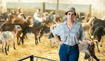 Focused young Latin woman farmer in plaid shirt leveling hay and straw with pitchfork in the goat...