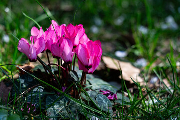 ciclamini selvatici in primavera