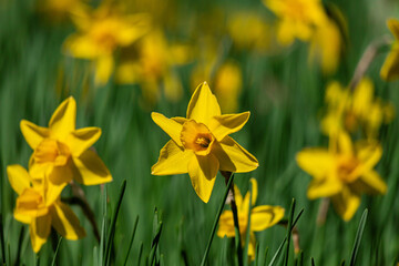 campo di narcisi, dettagli