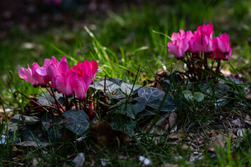 ciclamini selvatici in primavera