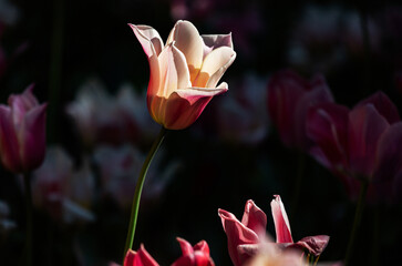 tulipai fioriti nel controluce della sera