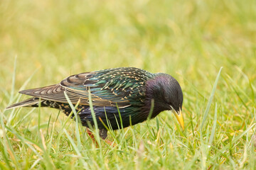 Vibrant European starling, Sturnus Vulgaris with iridescent feathers searching for food amidst...