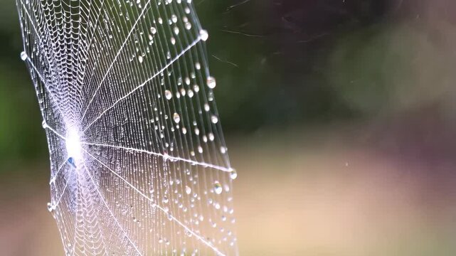 Spiderweb glistening with water droplets in nature. Close up of a spider web filled with water after the rain