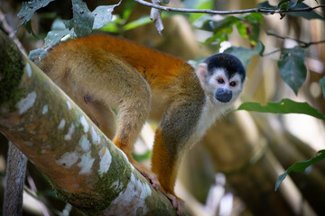 Squirrel monkey in the jungle