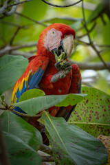 scarlet macaw parrot eating an almond