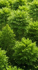 Fototapeta premium Emerald Canopy: Lush Green Foliage Texture