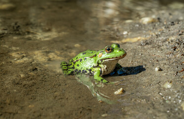 freshwater lake frog in shallow water of a pond