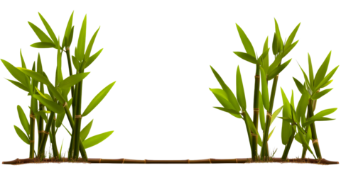 Lush green bamboo stalks with foliage, frame element, cut out transparent