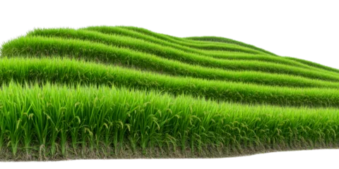 Fotobehang Rijstvelden Terraced paddy field with green rice shoots, cut out transparent  © Bravo