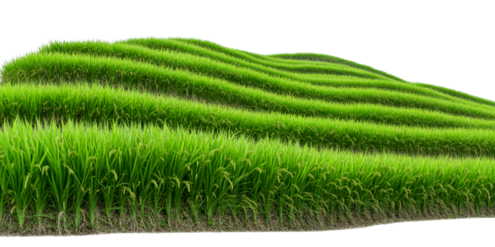 Terraced paddy field with green rice shoots, cut out transparent