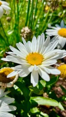 Obraz premium Close-up of a white daisy with a yellow center, surrounded by greenery.