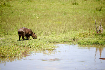 Capybara, hydrochoerus hydrochaeris, eating near the water. It is the largest living rodent, native to South America. El Palmar National Park, Entre Rios, Argentina.