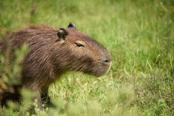 Capybara, hydrochoerus hydrochaeris, largest living rodent, native to South America, in El Palmar National Park, Entre Rios, Argentina.