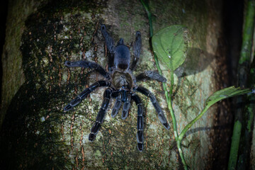 tarantula in the forest