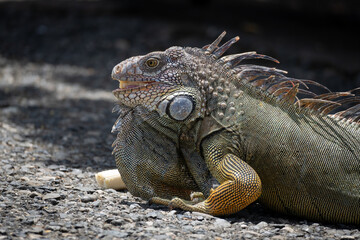 iguana eating a banana