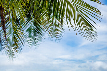 palm tree on blue sky background