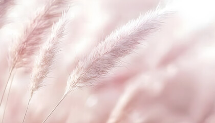 Pastel pampas grass highlights natures beauty. Delicate pampas grass blooms in shades of soft pastel pink cream and beige creating a serene and tranquil atmosphere in a natural setting