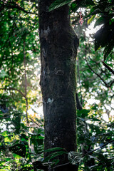 tree in the woods