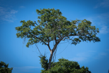 tree in the sky