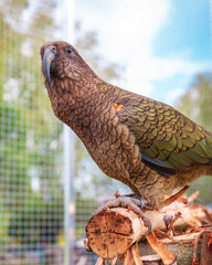 Curious bird Kea parrot looking in camera sitting resting on wooden perch in aviary with garden...