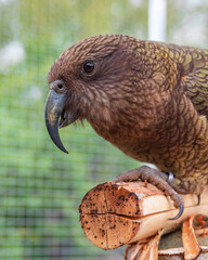 Close-up of parrot's face, kea parrot looking left sitting resting on wooden perch in aviary with...