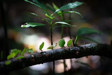 new life in the forest