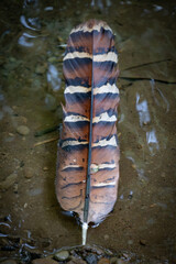 feather flowing on the river