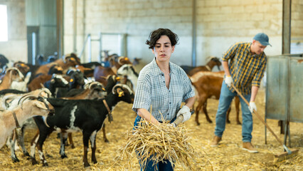 Young Hispanic female worker of livestock farm rearranging and cleaning bedding from hay in goat stall. Chores of livestock breeder
