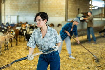 Female farmer picking up hay with pitchfork to feed the goats at the family farm