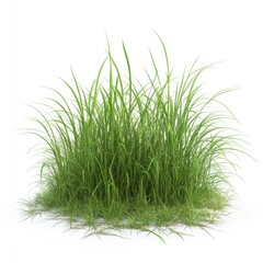 Lush green grass clump isolated on white