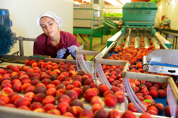 Young woman in uniform standing beside conveyor full of peaches