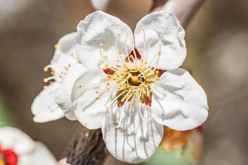 梅の花