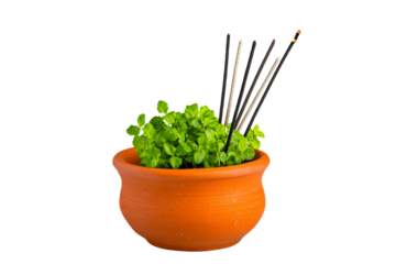 Mint Plant in Clay Pot with Incense Sticks, cut out transparent