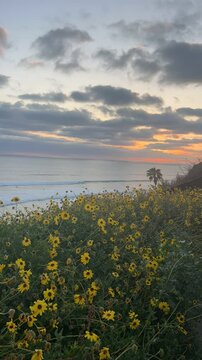 Encinitas, California sunset over ocean with yellow flowers