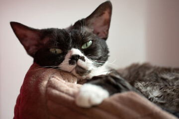 A mischievous black-and-white Devon Rex rests its cheek on a paw, gazing directly into the camera with large, luminous green eyes. Its velvety wrinkled muzzle and comically serious expression radiate 