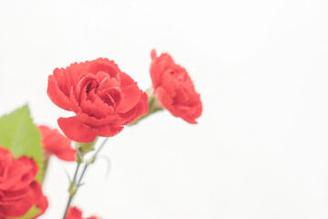 カーネーションの赤い花を白背景で撮影09